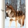 Zippo Wolf In The Snow -Zippo 60005579 Z SP Lighter 49181 MAIN